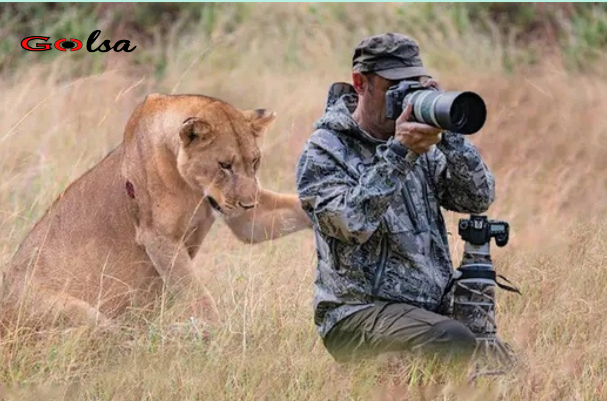 Lion surprises wildlife photographers while taking pictures